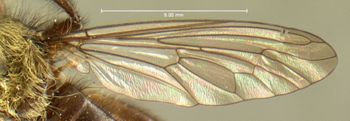 Media type: image;   Entomology 13478 Aspect: wing